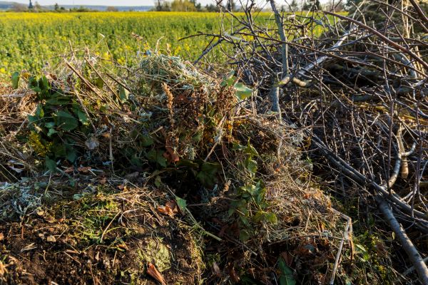 Brush Disposal in Blaine