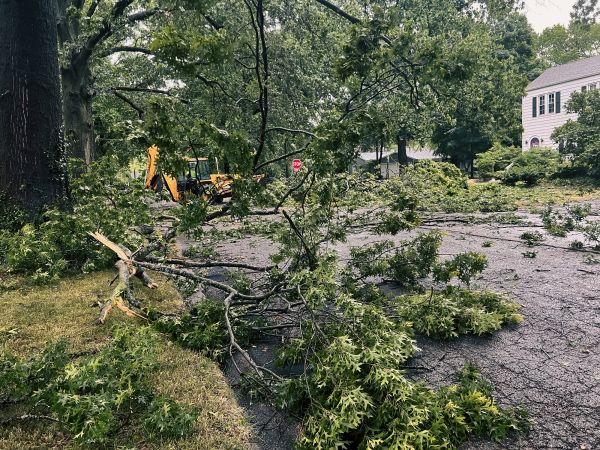 Tree Branch Disposal in Blaine
