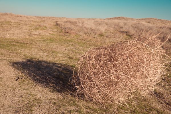 Cost of Tumbleweed Removal in Blaine