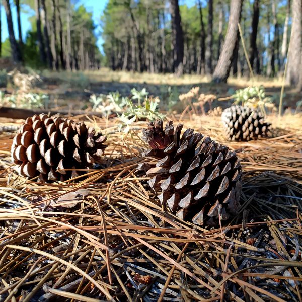 Pine Cone Removal in Blaine