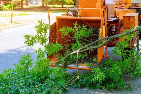 Tree Branches Removal in Blaine