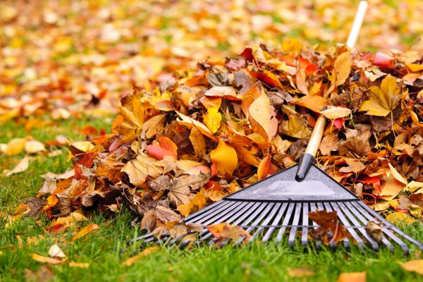 Yard Leaf Removal