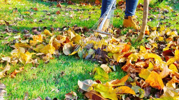 Autumn Leaf Removal in Blaine