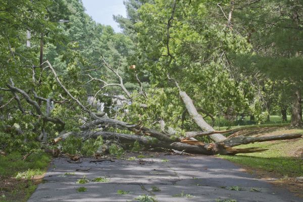Tree Debris Removal in Blaine